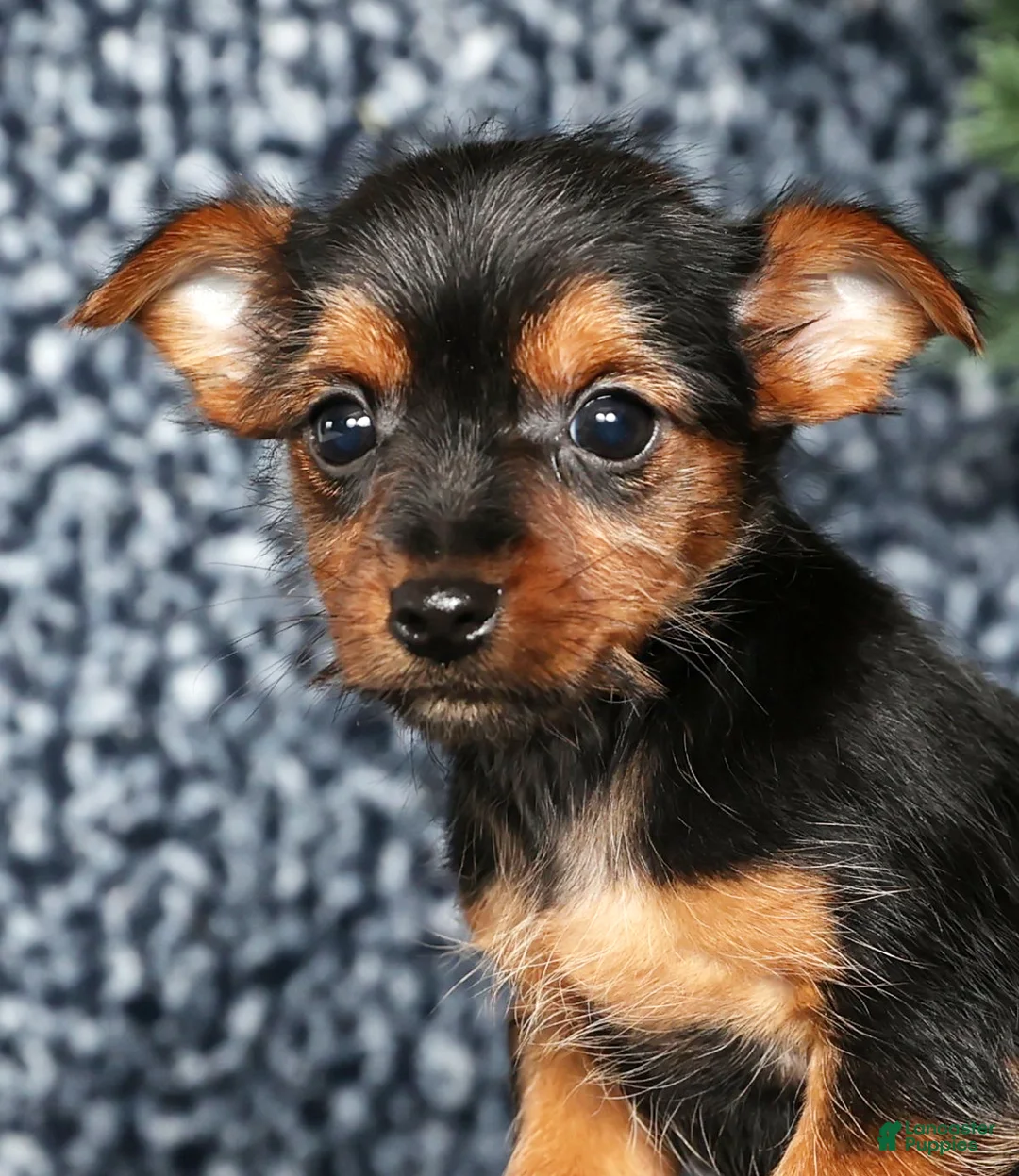 Yorkshire Terrier dogs for sale: Kane - Ad 9