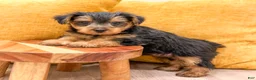 Yorkshire Terrier dogs for sale: Duke - Ad 3