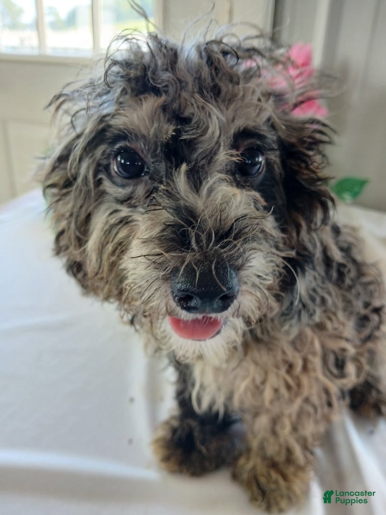 Miniature Poodle dogs Austin - Ad 39