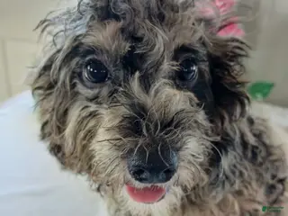 Miniature Poodle dogs Austin - Ad 39
