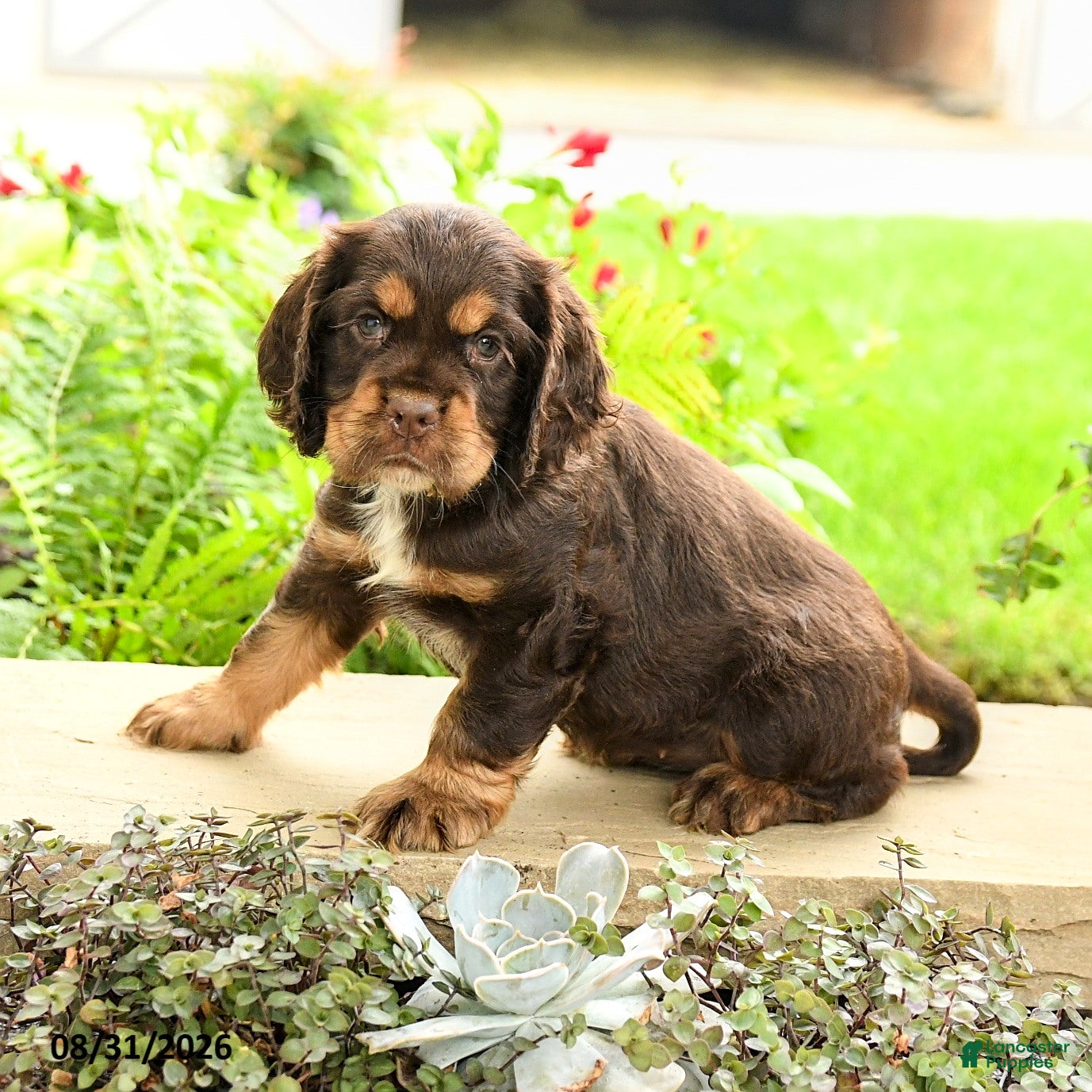 English Cocker Spaniel dogs Lady - Ad 2