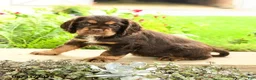 English Cocker Spaniel dogs for sale: Lady - Ad 2