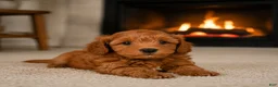 Cavapoo dogs for sale: Jessie - Ad 5