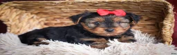 Yorkshire Terrier dogs for sale: DOC - Ad 6