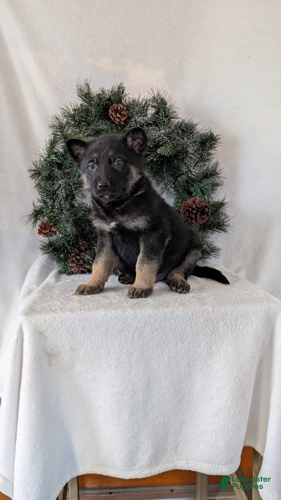 German Shepherd dogs for sale: Sara - Ad 5