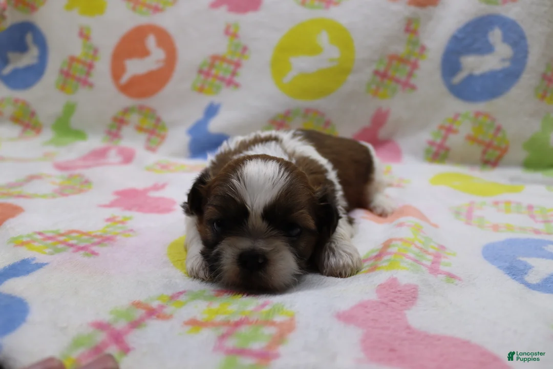 Shih Tzu dogs for sale: Jaden - Ad 2
