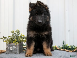 German Shepherd dogs - Ad 16