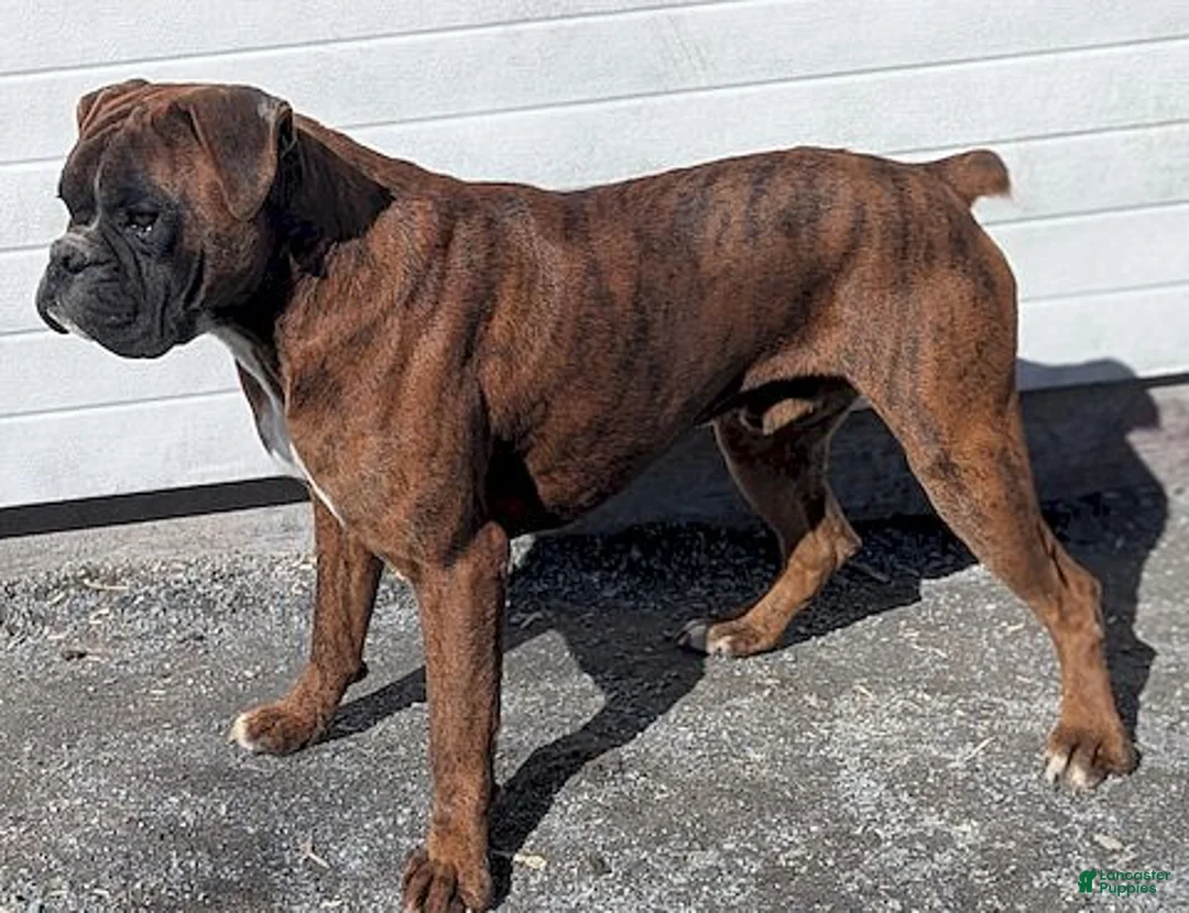 Boxer dogs for sale: Jack - Ad 2
