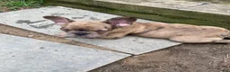 Mixed Breed dogs for sale: Mixed Breed 1 - Ad 2