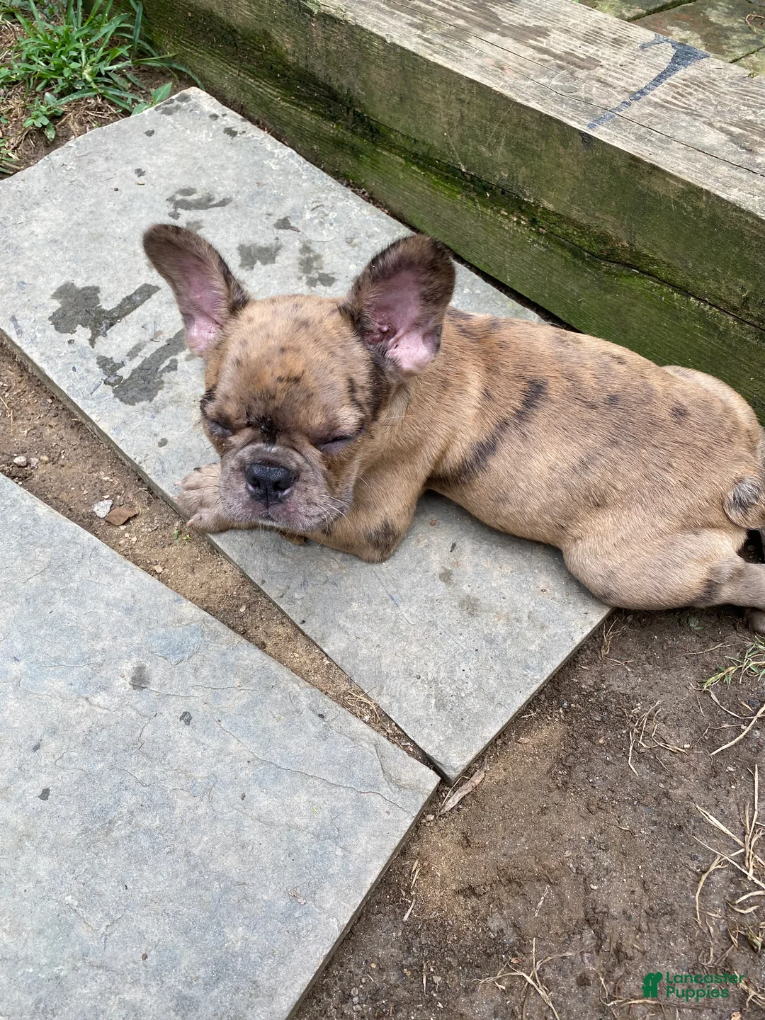 Mixed Breed dogs for sale: Mixed Breed 1 - Ad 2