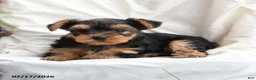 Yorkshire Terrier dogs for sale: Milo - Ad 4