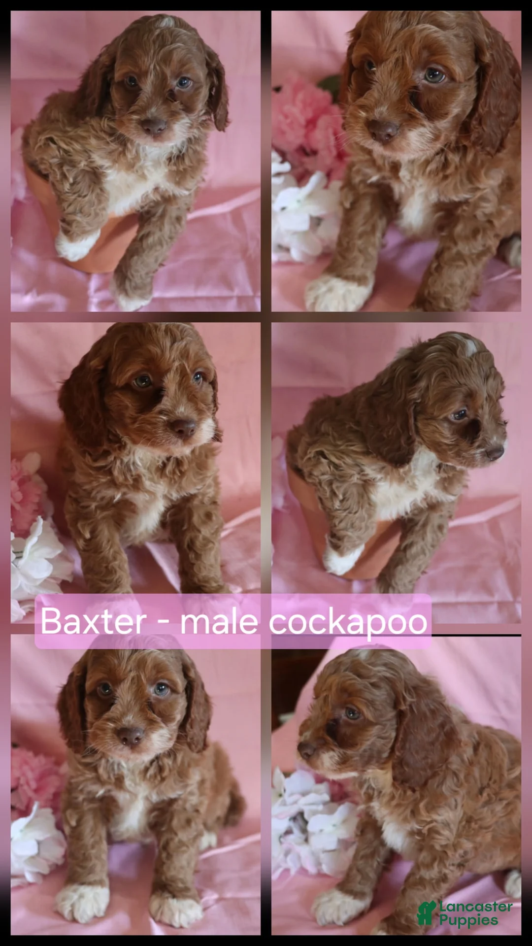 Cockapoo dogs for sale: Baxter - Ad 1