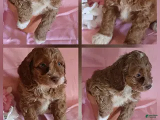 Cockapoo dogs Baxter - Ad 4