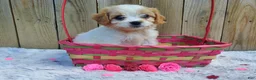 Cavachon dogs for sale: Blizzard - Ad 4
