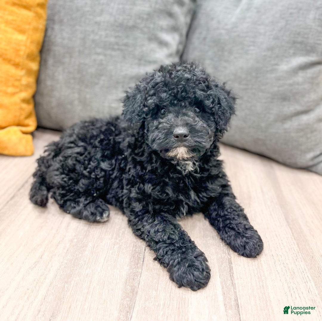 Mini Bernedoodle dogs for sale: Manny - Ad 4