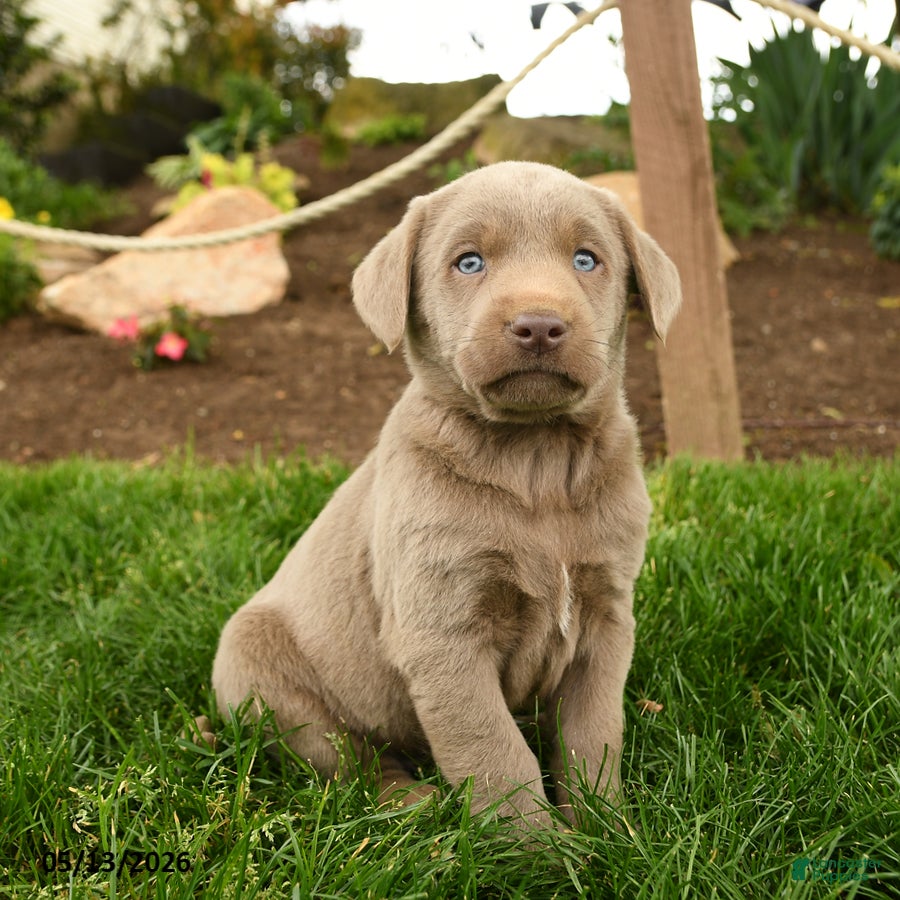 Labrador Retriever dogs Silver - Ad 1