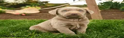 Labrador Retriever dogs for sale: Silver - Ad 1
