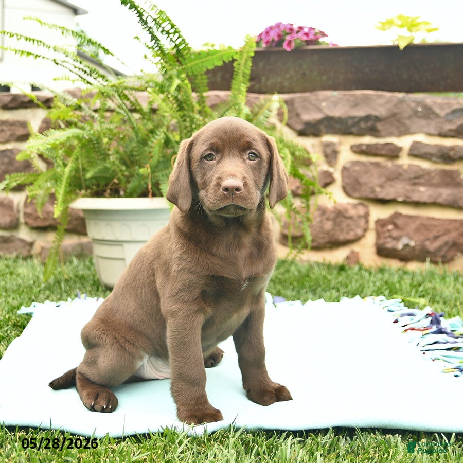 Labrador Retriever dogs Liberty  - Ad 1