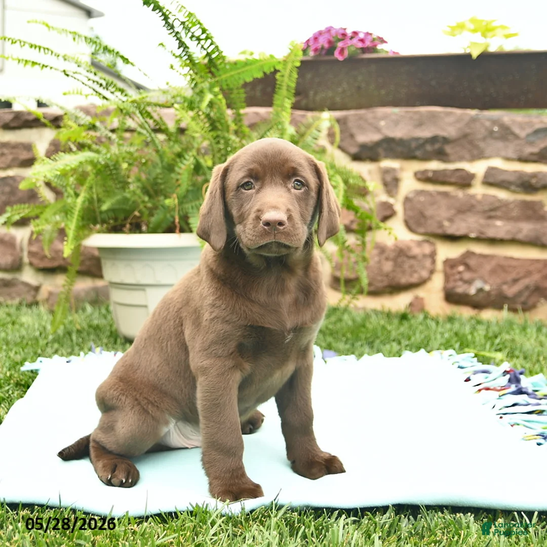 Labrador Retriever dogs for sale: Liberty  - Ad 1