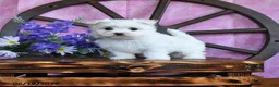 Maltese dogs for sale: Odette - Ad 1