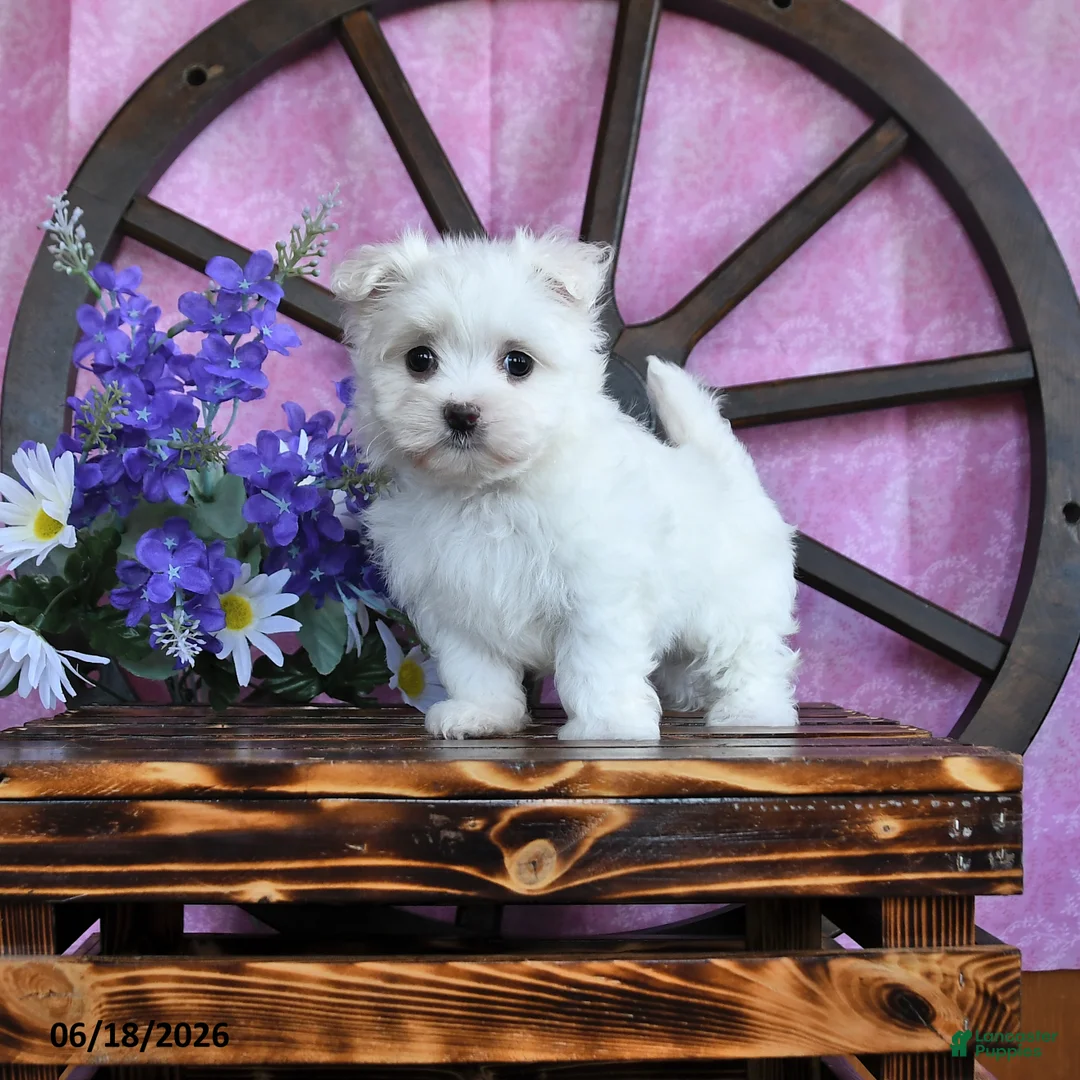 Maltese dogs for sale: Odette - Ad 1