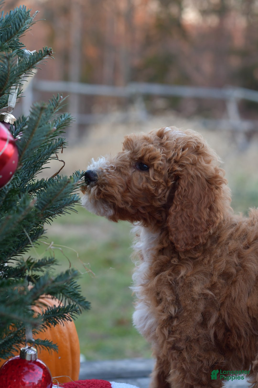 Standard Poodle dogs for sale: Candy - Ad 14