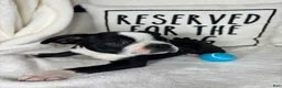 Boston Terrier dogs for sale: Baker - Ad 2