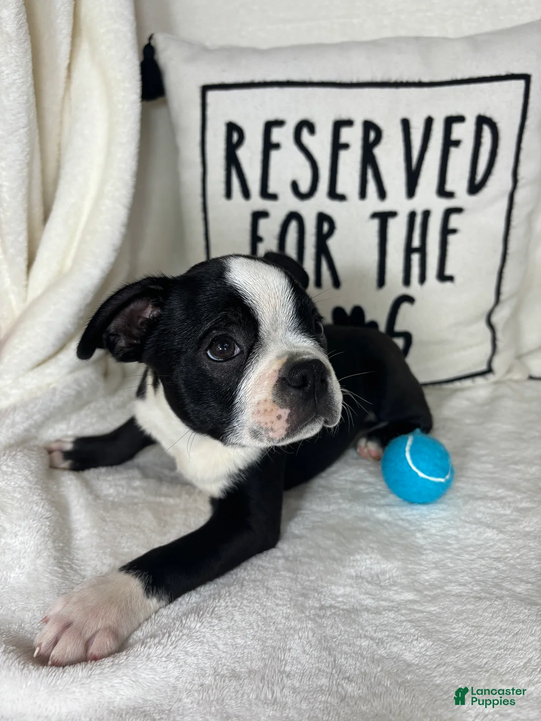 Boston Terrier dogs for sale: Baker - Ad 2