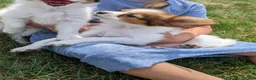 Papillon dogs for sale: Papillon 1 - Ad 3