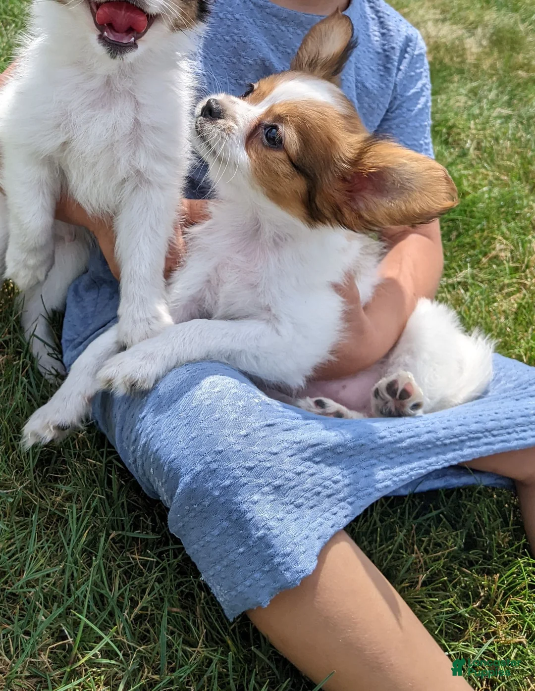 Papillon dogs for sale: Papillon 1 - Ad 3