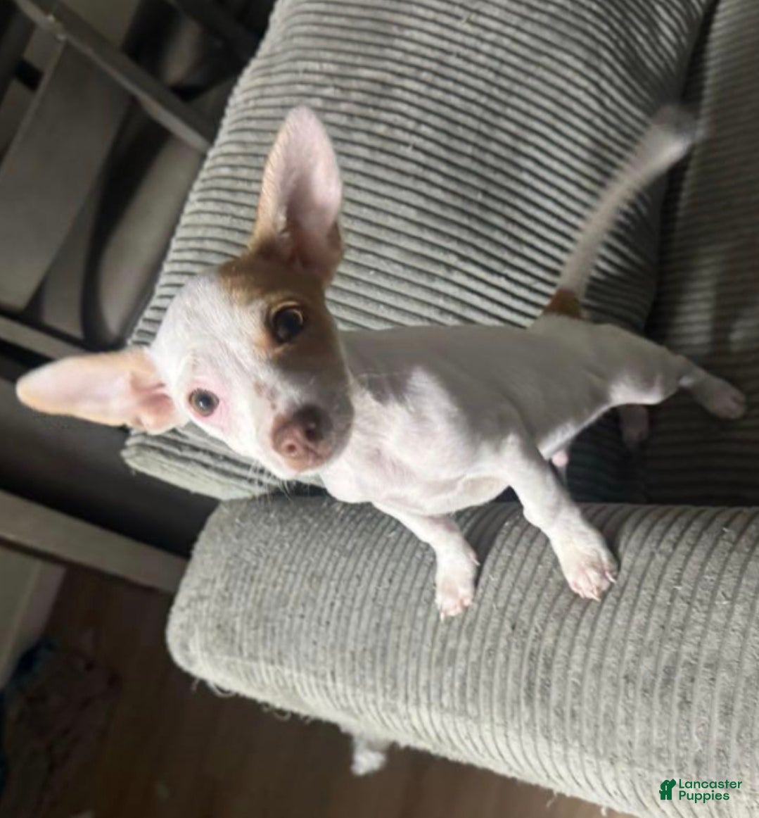 Mixed Breed dogs Mixed Breed Puppy 1 - Ad 1