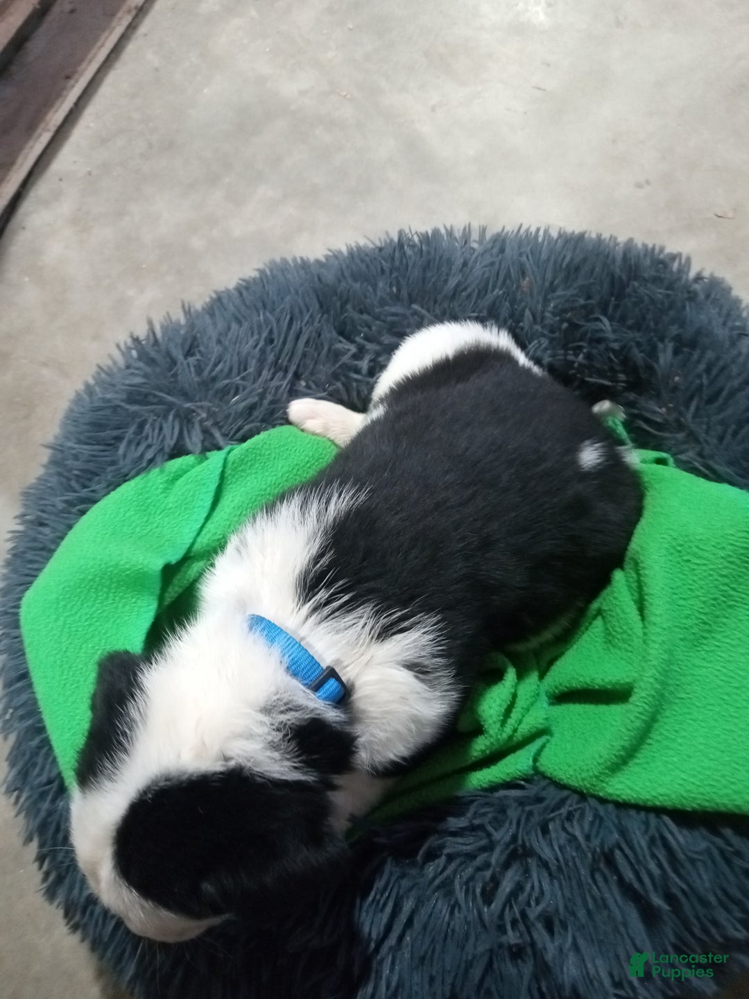 Mixed Breed dogs for sale: Chungus - Ad 3