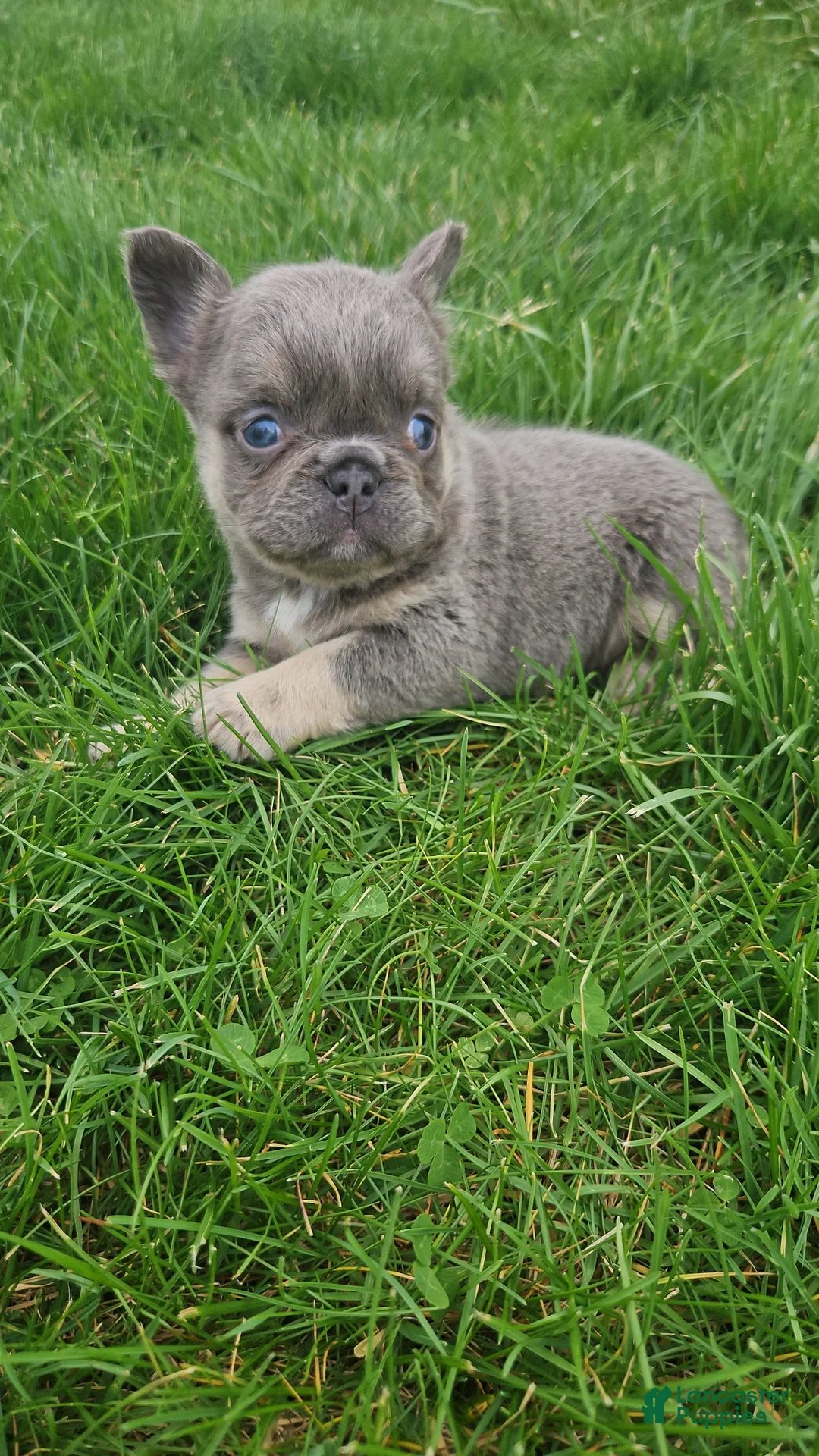 French Bulldog dogs for sale: Winnie - Ad 2