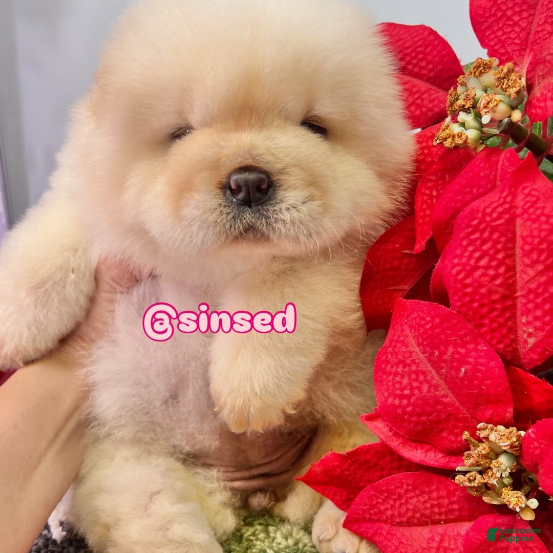 Chow Chow dogs for sale: Noel - Ad 3