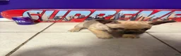 French Bulldog dogs for sale: French Bulldog 1 - Ad 4