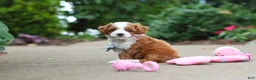 Cavapoo dogs for sale: Hudson - Ad 9