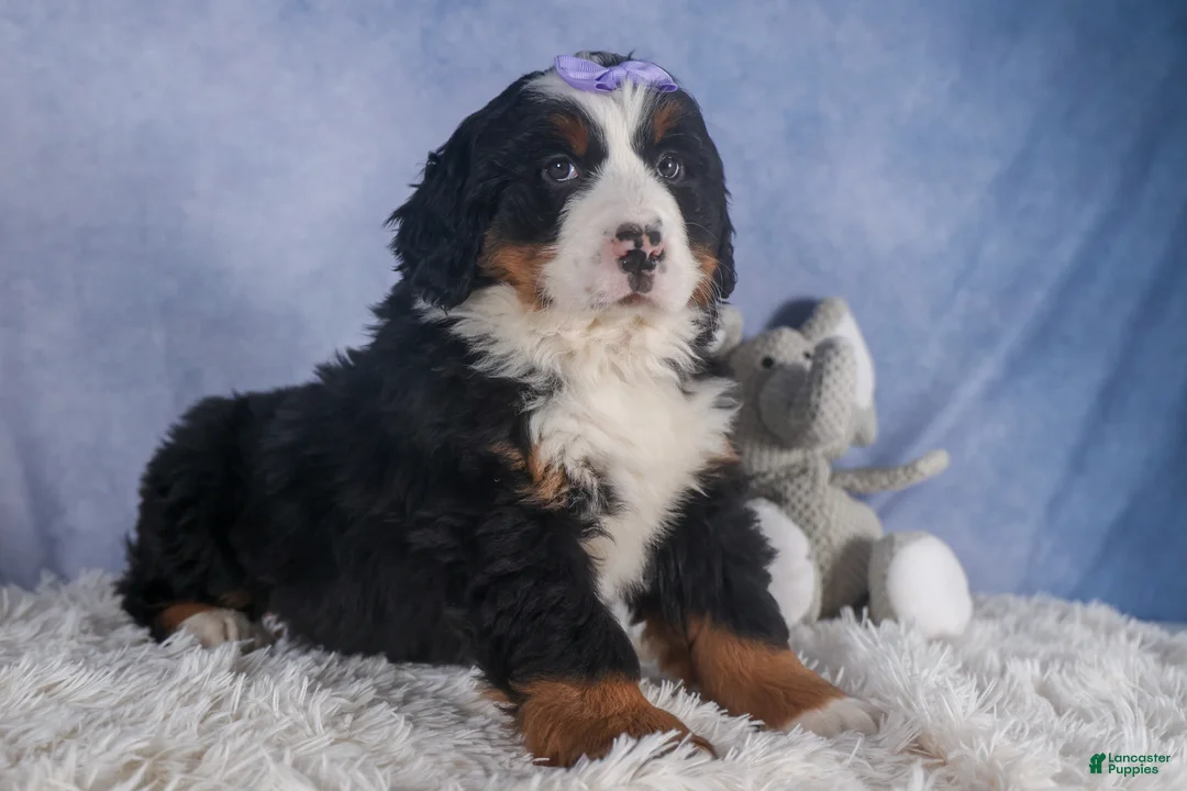 Bernese Mountain Dog dogs for sale: HONEY - Ad 10