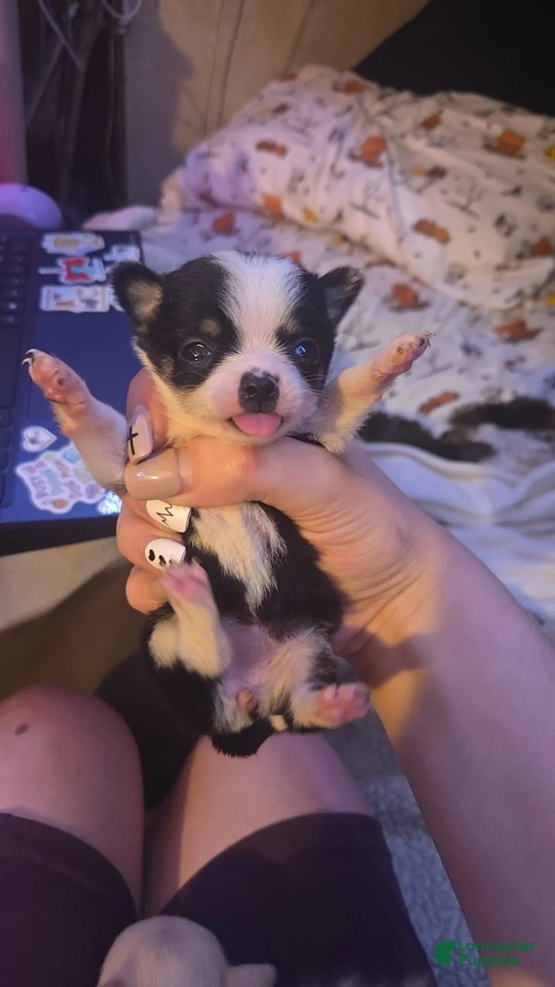 Chihuahua dogs for sale: Chihuahua Puppy 2 - Ad 1