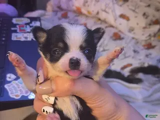 Chihuahua dogs Chihuahua Puppy 2 - Ad 19