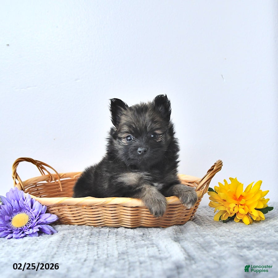 Pomeranian dogs Blacky - Ad 2