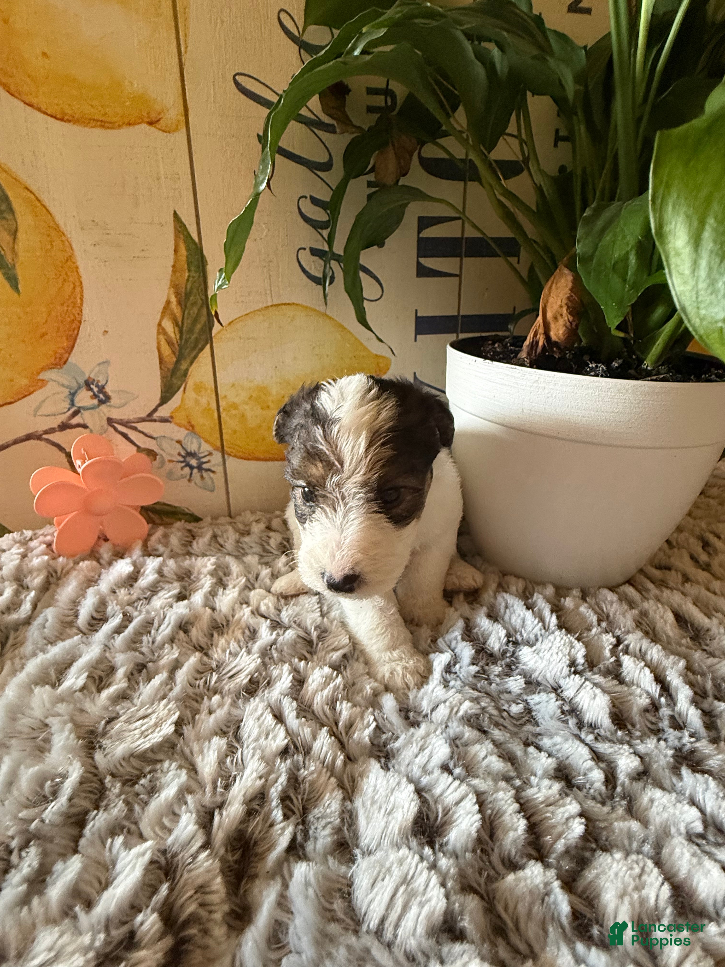 Wire Fox Terrier dogs Judy Hopps  - Ad 2