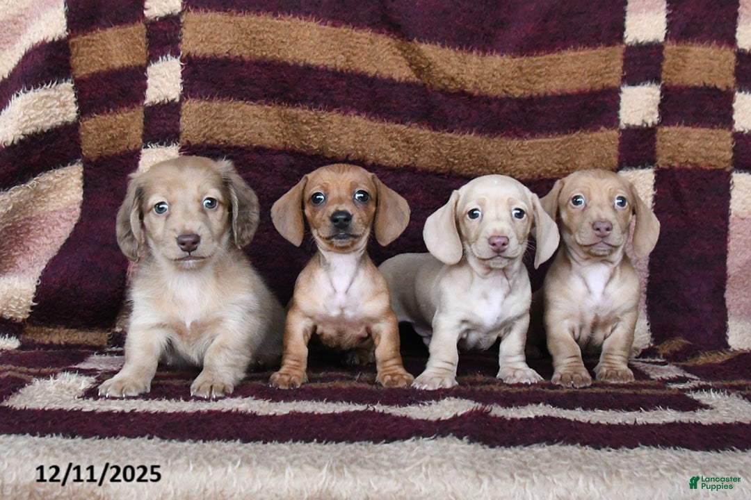 Dachshund dogs for sale: Cheddar - Ad 5
