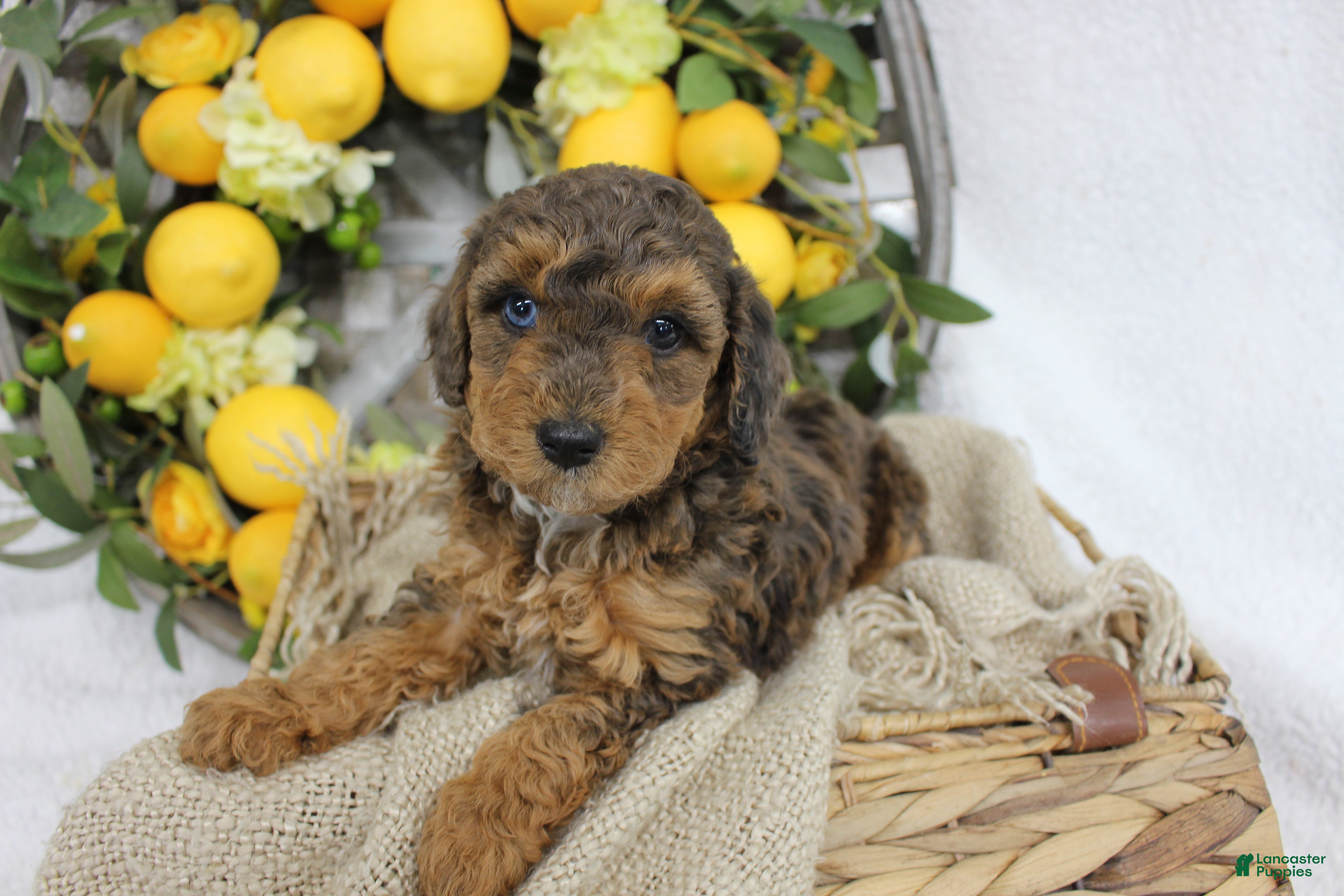 Mini Aussiedoodle dogs Birdie- F1B Mini AussieDoodle Girl in NC- Brown Phantom - Ad 2