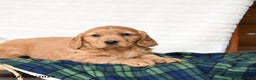 Miniature Golden Retriever dogs for sale: Santa   - Ad 2