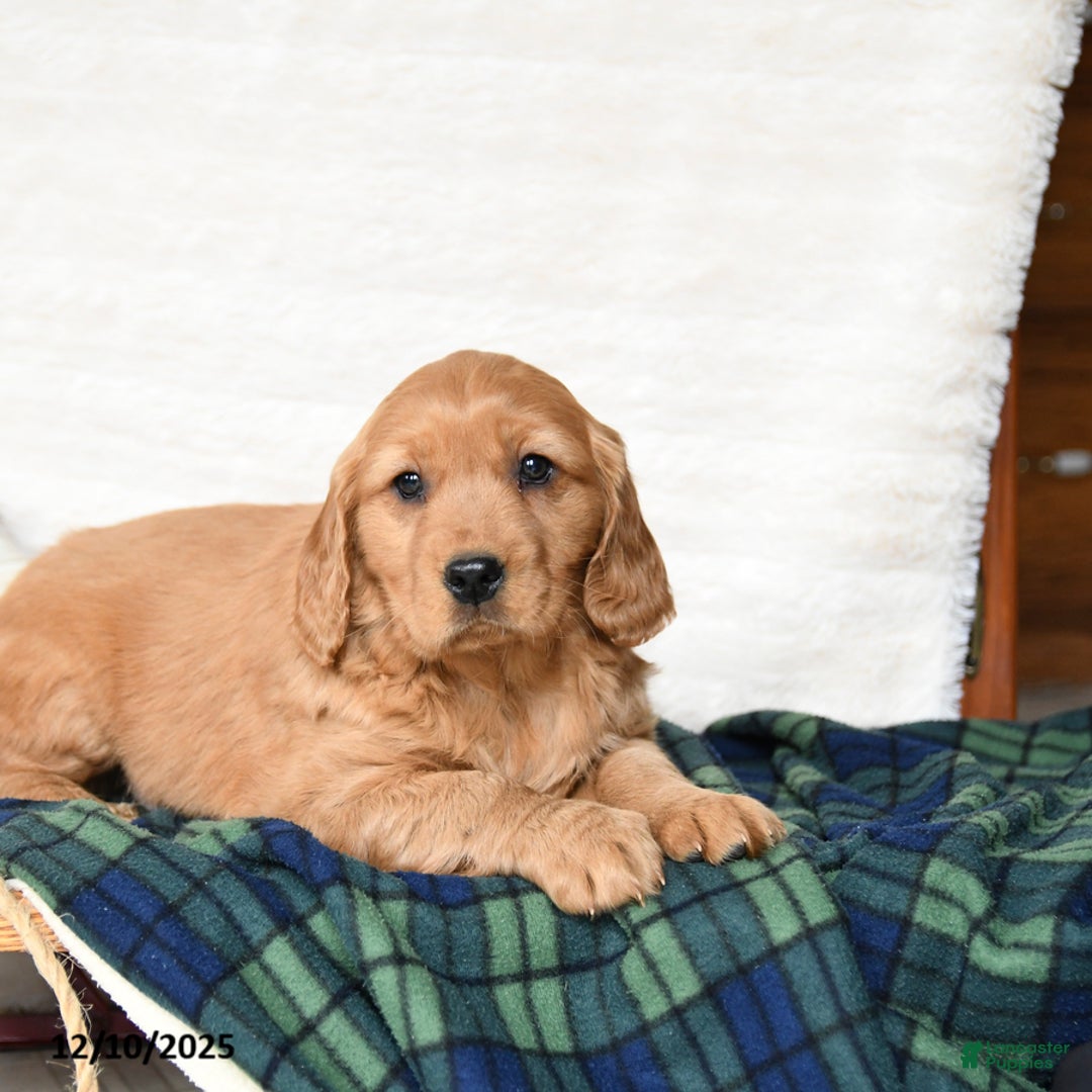 Miniature Golden Retriever dogs for sale: Santa   - Ad 2