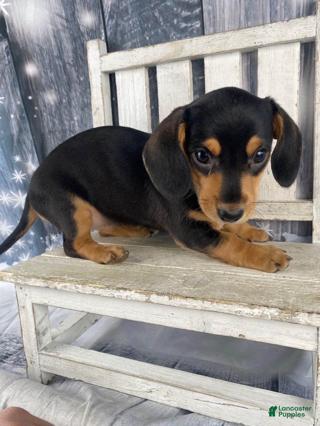 Miniature Dachshund dogs for sale: Lucy - Ad 12