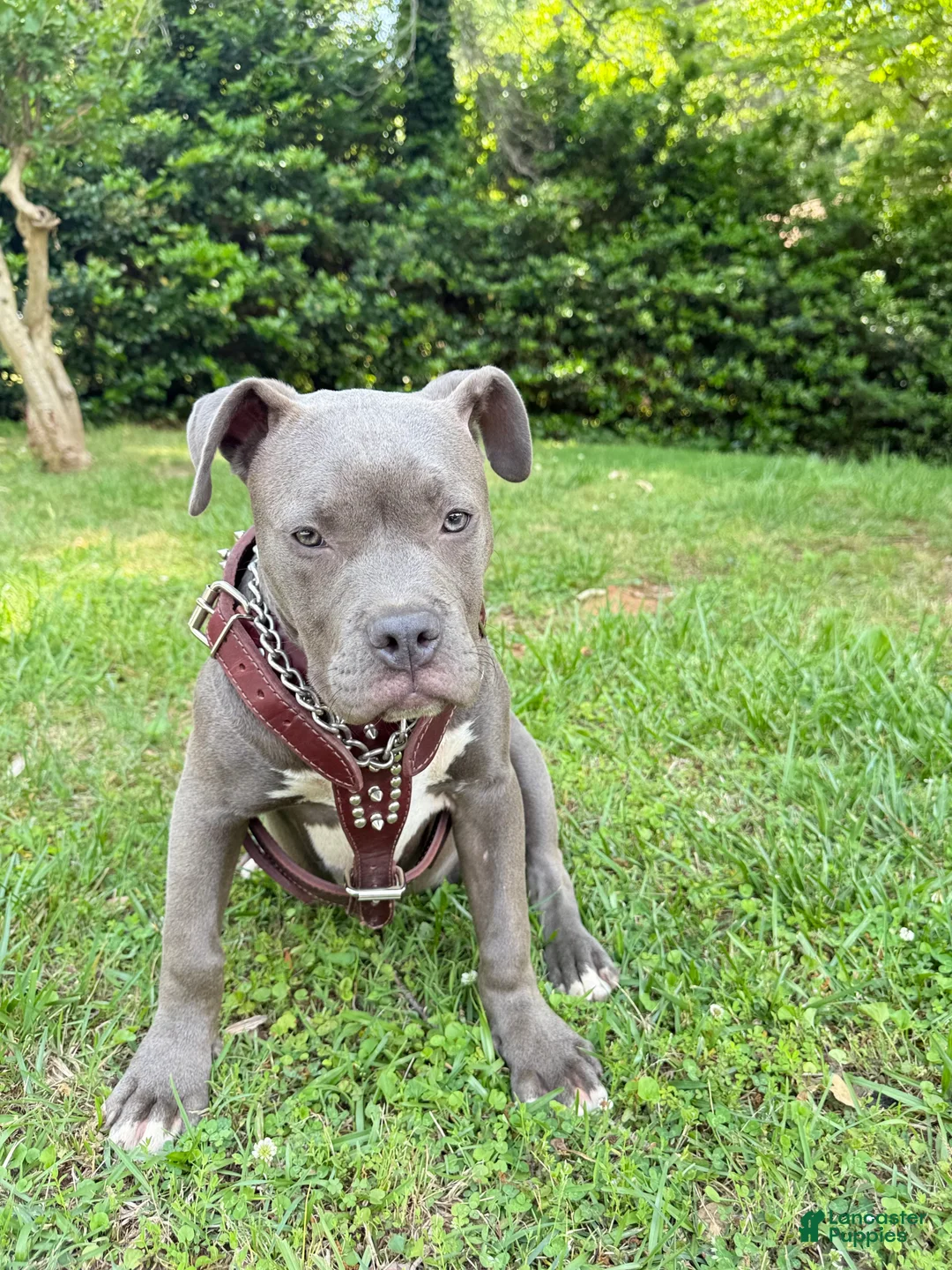 American Bully dogs for sale: Joker - Ad 1