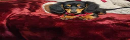 Miniature Dachshund dogs for sale: CINDER - Ad 6