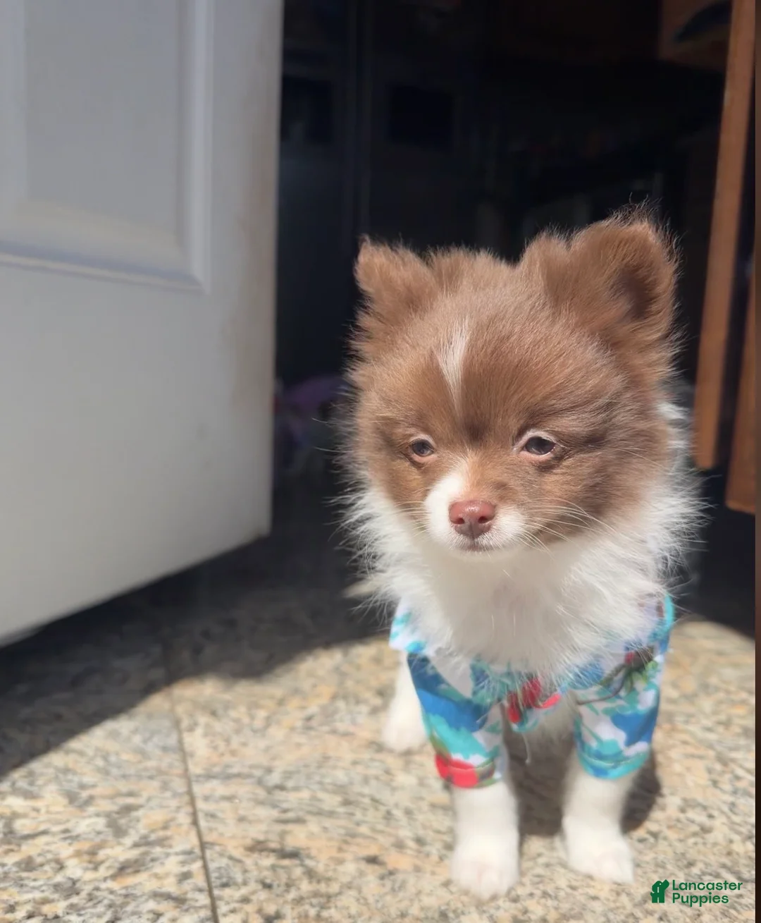 Pomeranian dogs for sale: Miracle - Ad 2