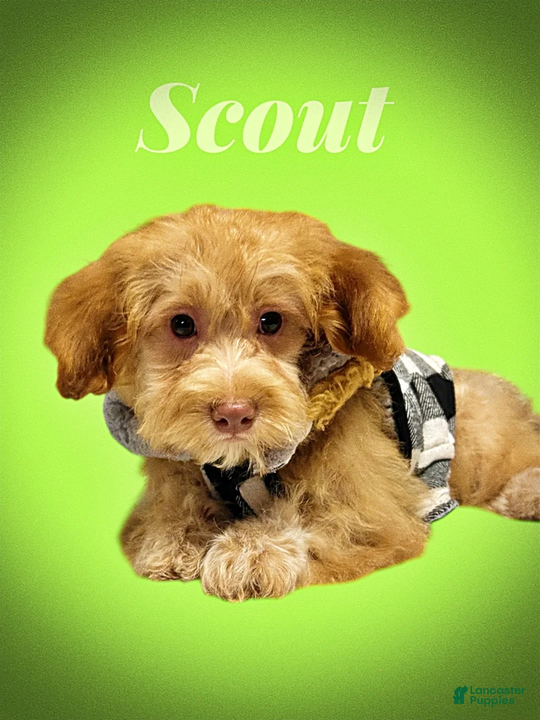 Havapoo dogs for sale: Scout - Ad 1